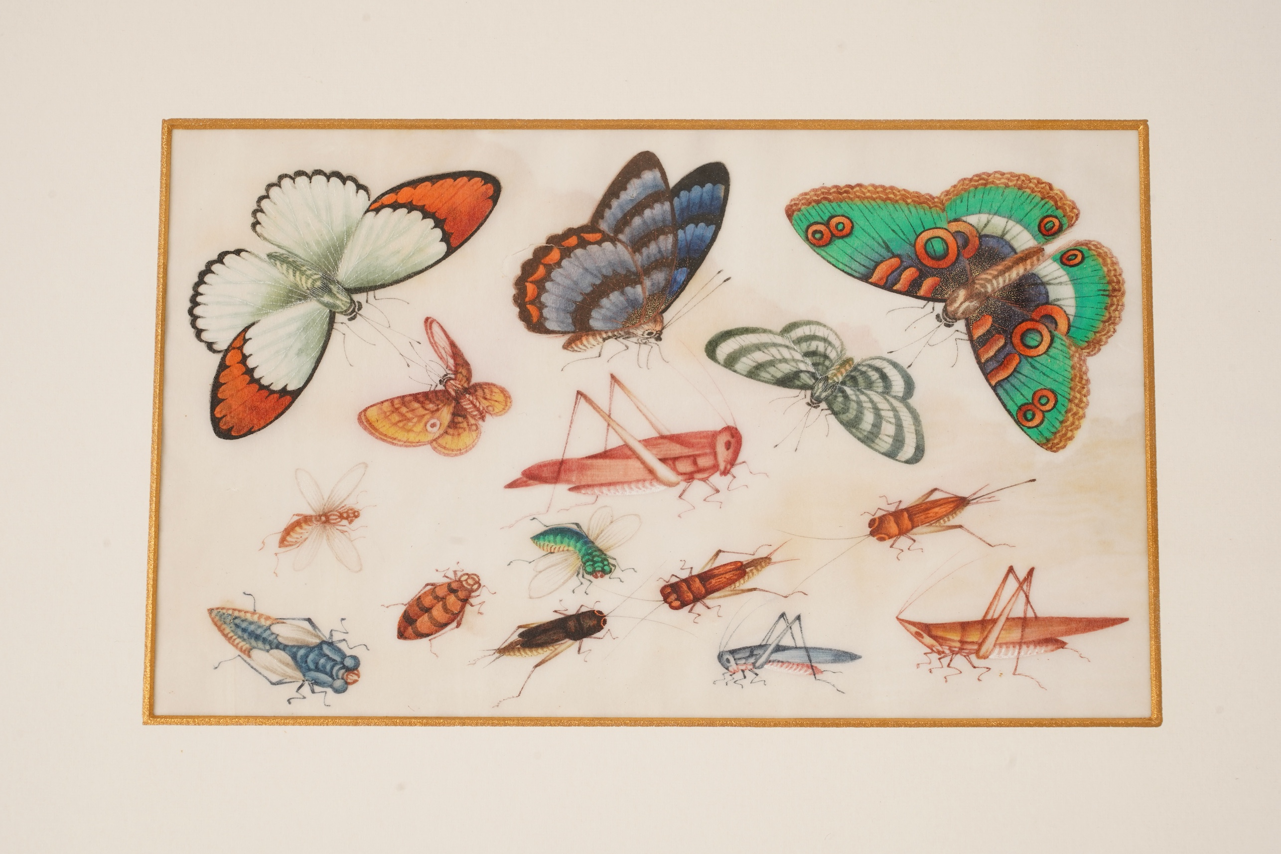 Chinese School , (mid 19th century), Butterfly and insect studies, A set of eight watercolours on pith paper, each image 16 x 26cm, staining